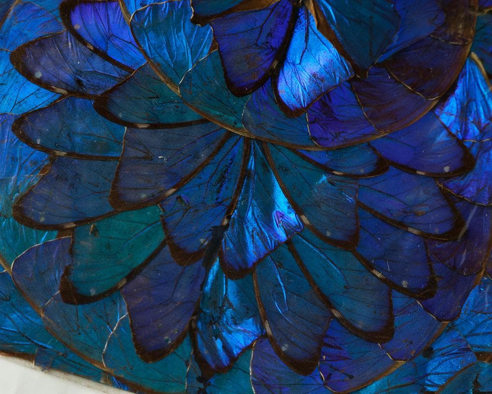 ブルーモルフォ蝶 飾り額 バタフライアート 蝶画 蝶額 標本？羽根細工