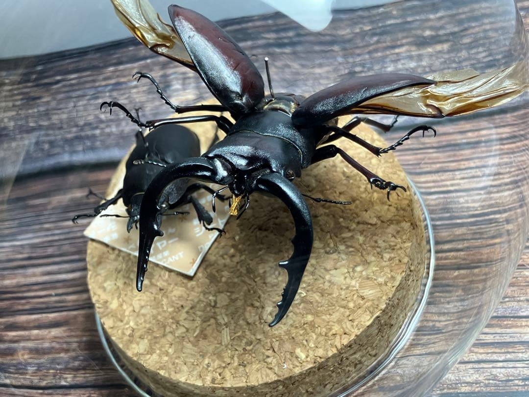 【Glass Beetle｜ノコギリクワガタ飛翔＆固定標本 ペアGB-009】