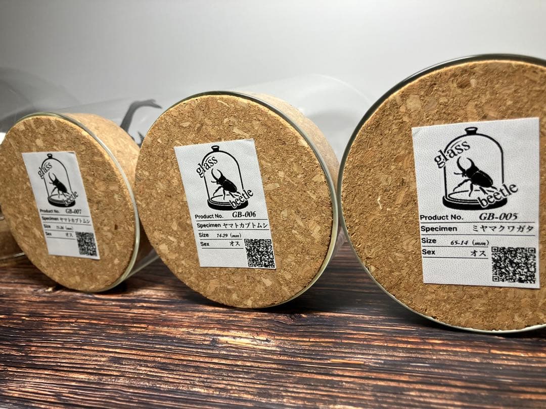 【Glass Beetle｜ノコギリクワガタ飛翔＆固定標本 ペアGB-009】