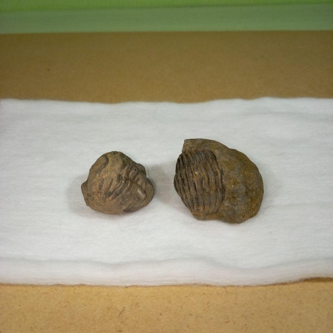 三葉虫　化石　fossil　ボリビア産　レア　Fossil判別⑥