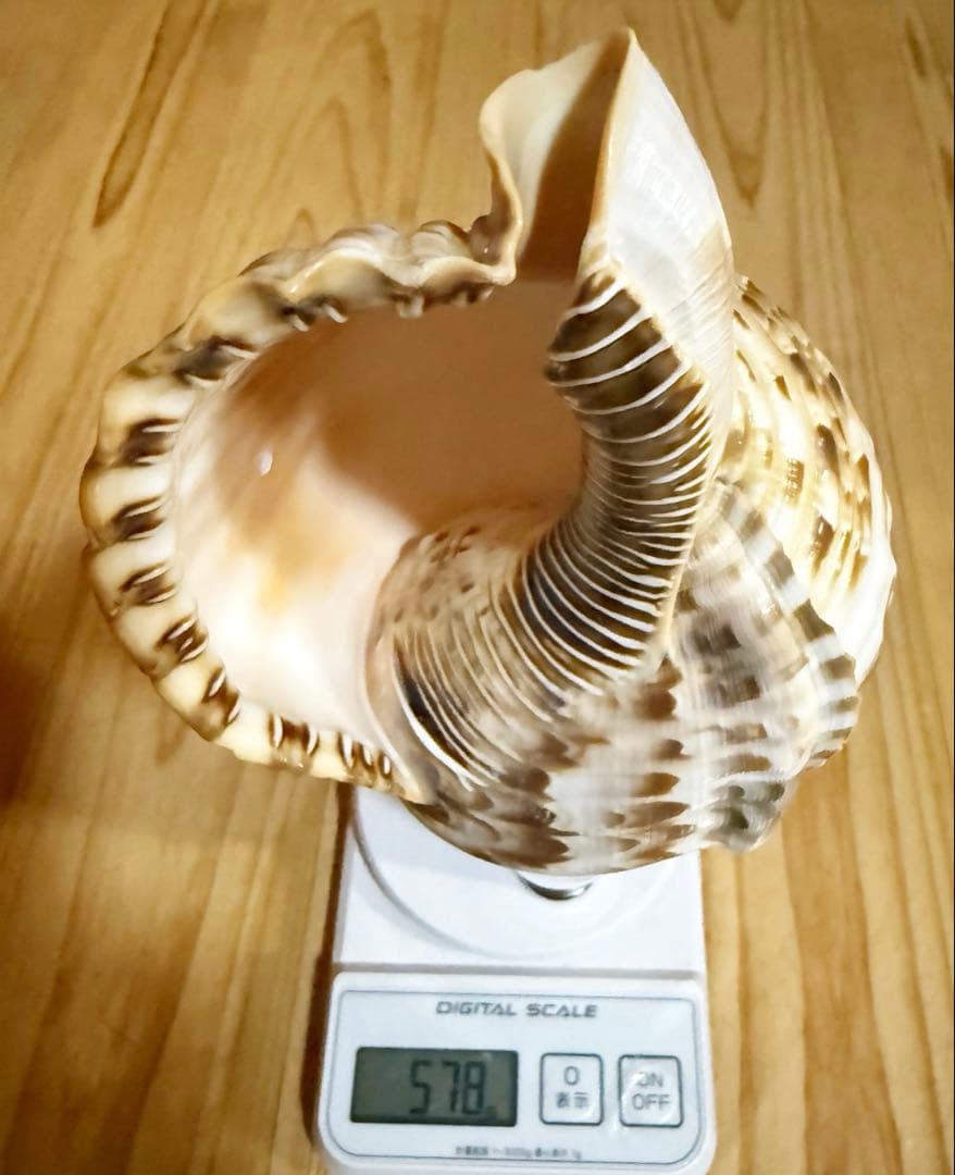 希少セイヨウ法螺貝　山伏　密教　魔除け熊よけホラガイ　ほら貝