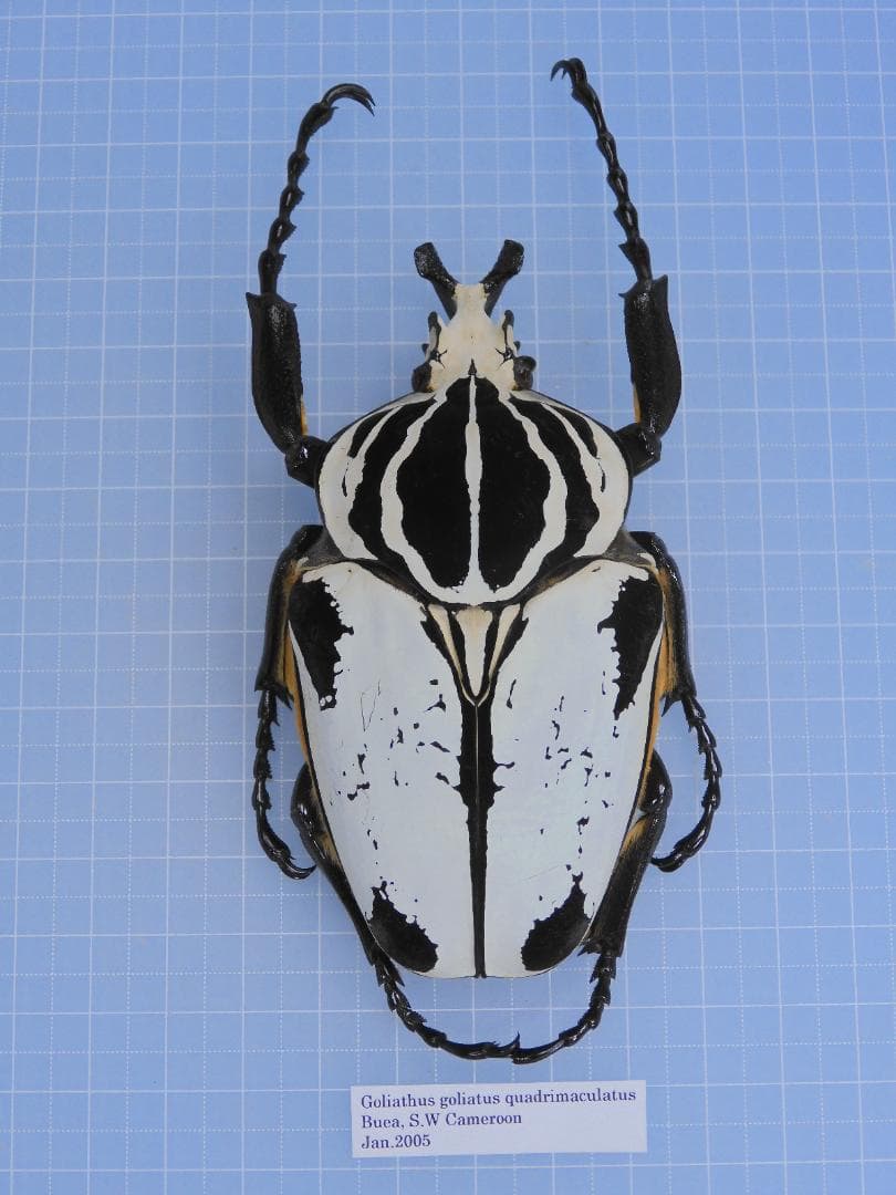 標本 Goliathus giliatus 97mm