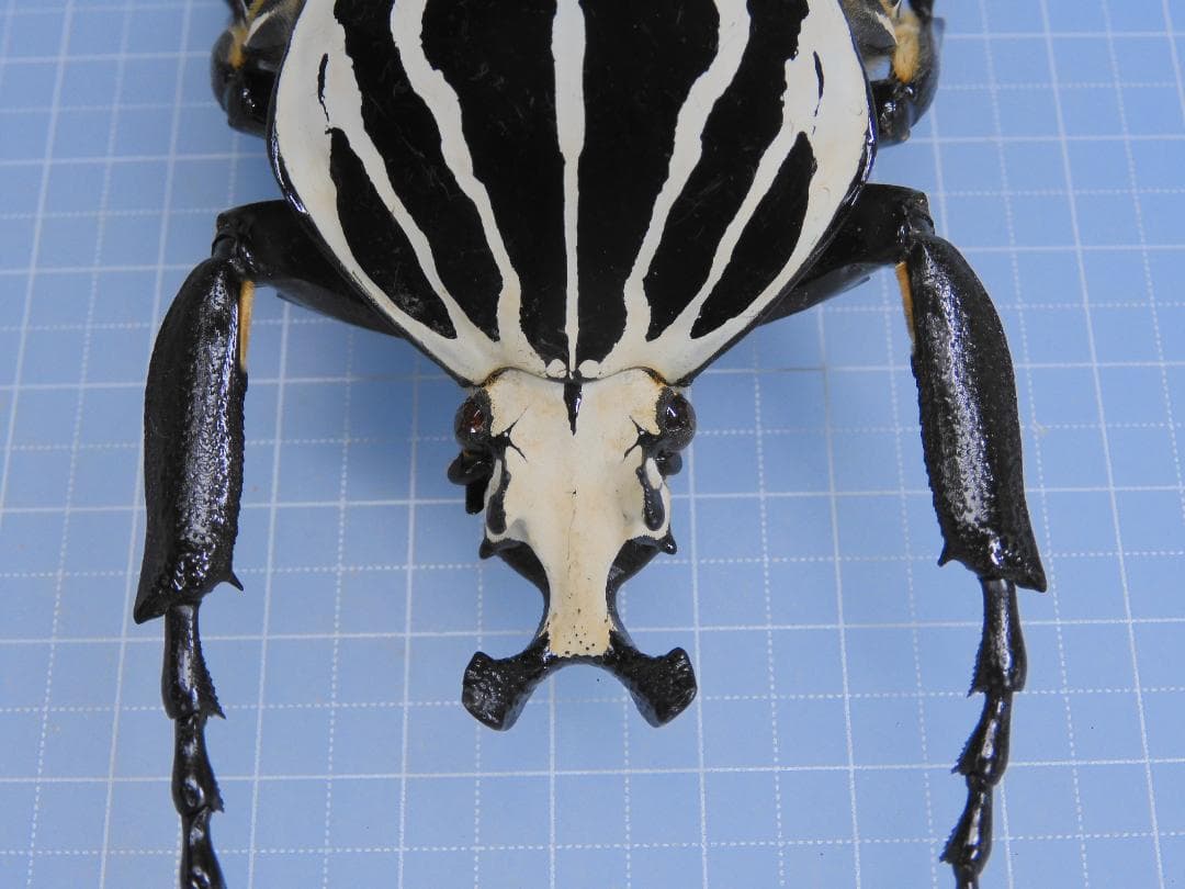 標本 Goliathus giliatus 97mm