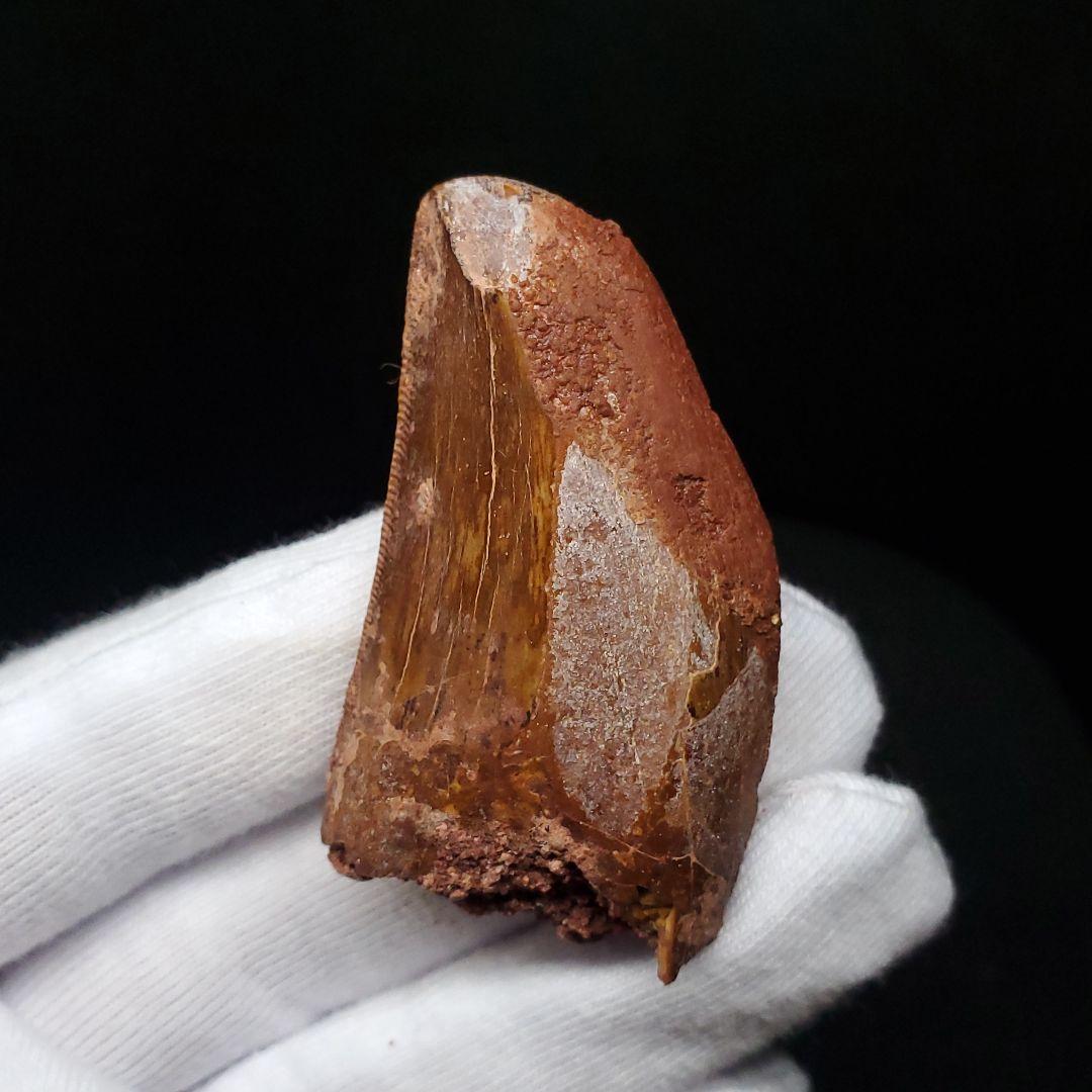 カルカロドントサウルス 歯 化石 本物 モロッコ産 50.07mm fca14