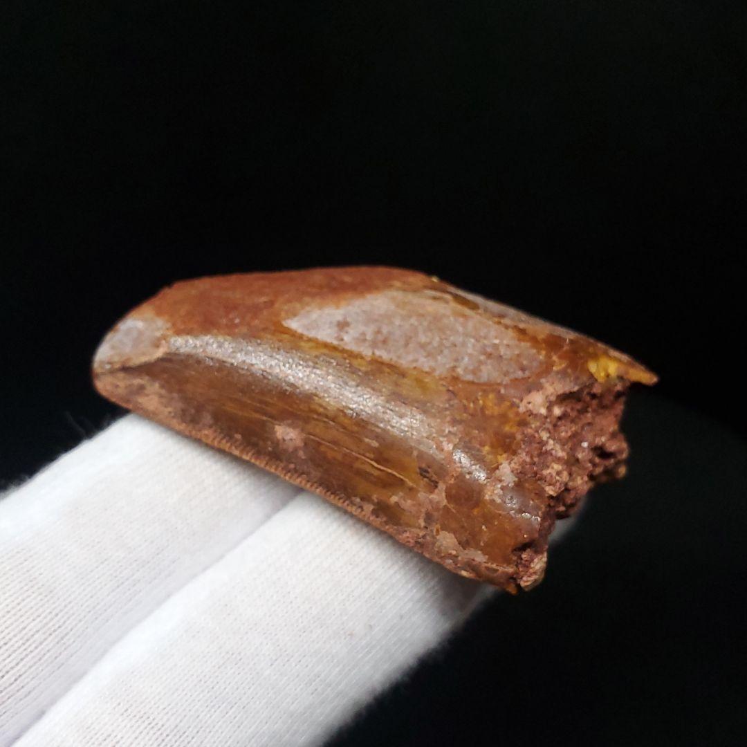 カルカロドントサウルス 歯 化石 本物 モロッコ産 50.07mm fca14