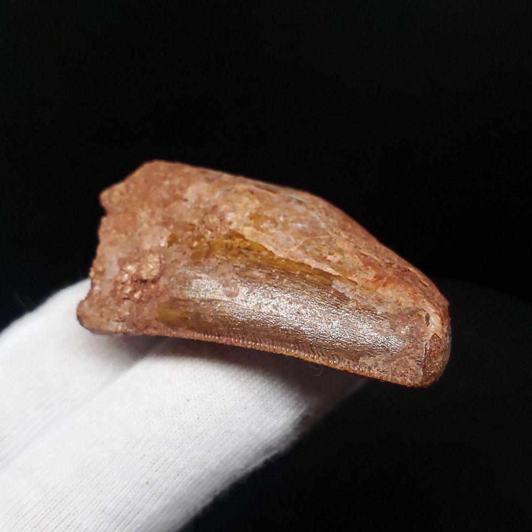 カルカロドントサウルス 歯 化石 本物 モロッコ産 50.07mm fca14