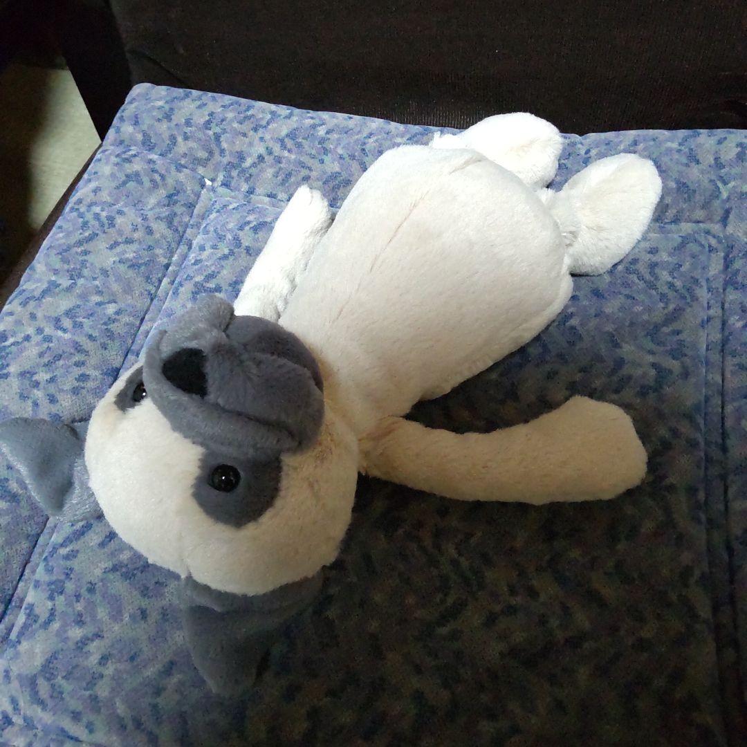  ジェリーキャット パグ 犬