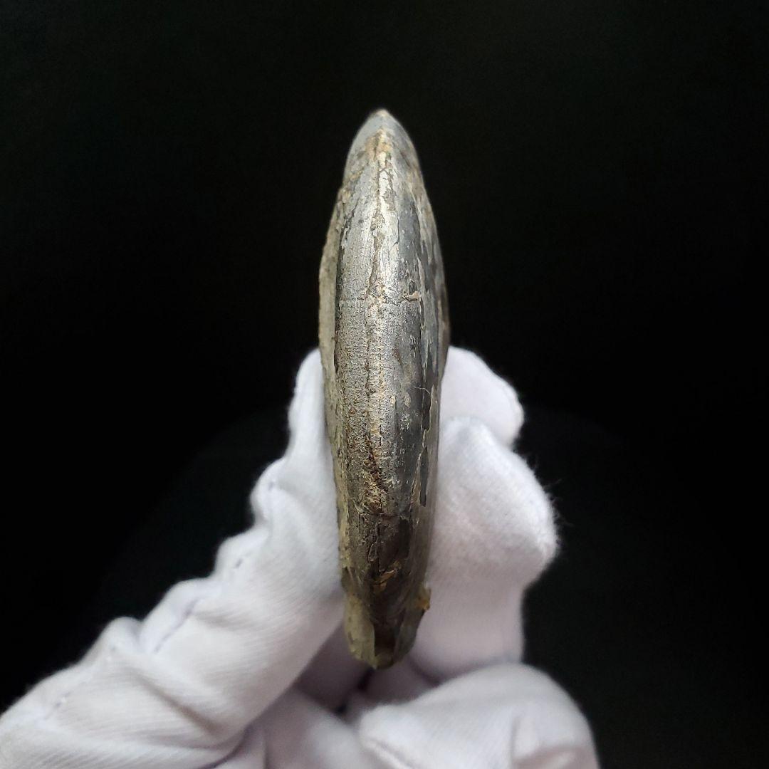 アンモナイト 三畳紀 化石 本物 ノルウェー産 68.18mm  fan5