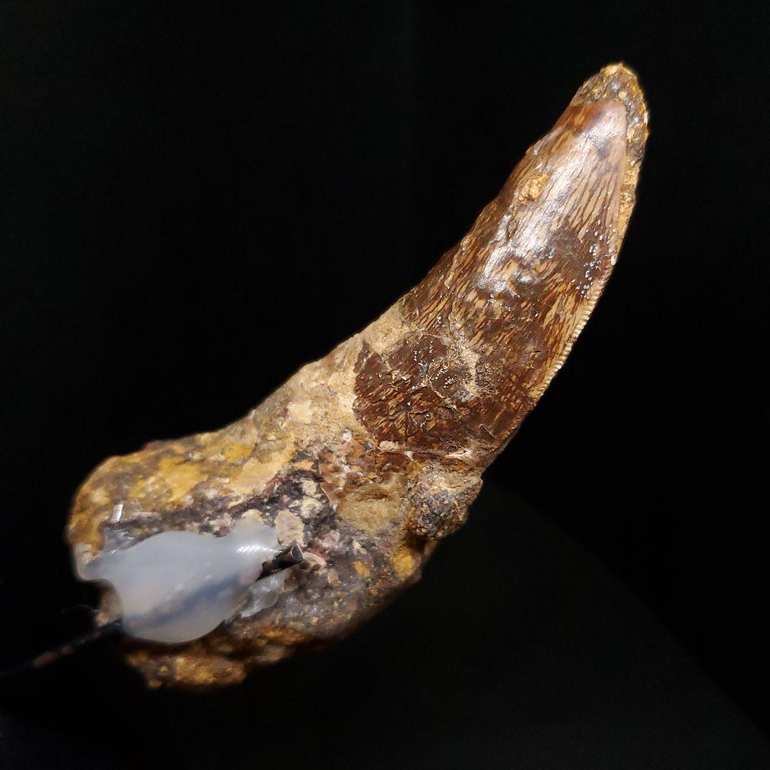 貴重 アフロベナトル 歯 化石 本物 ニジェール産 96.66mm fr93