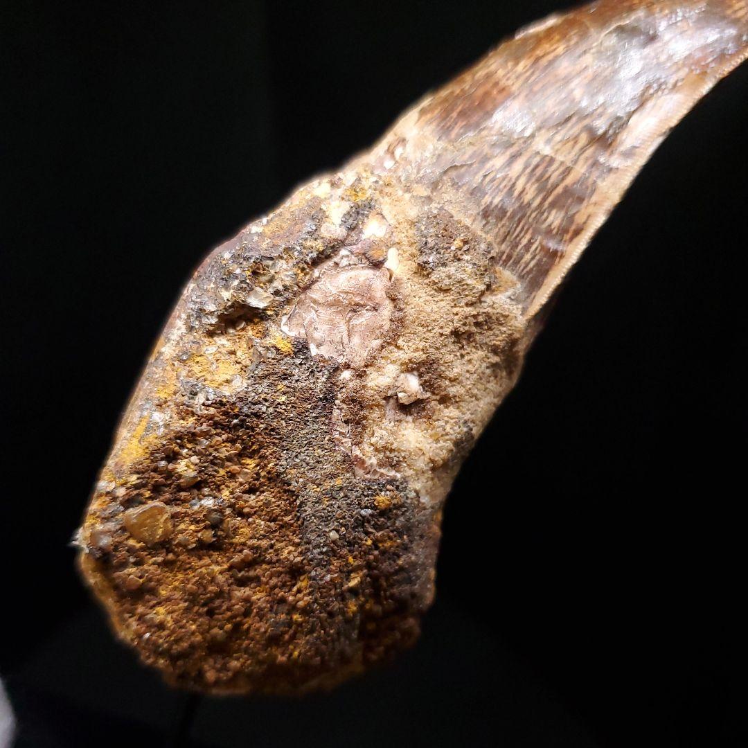 貴重 アフロベナトル 歯 化石 本物 ニジェール産 96.66mm fr93