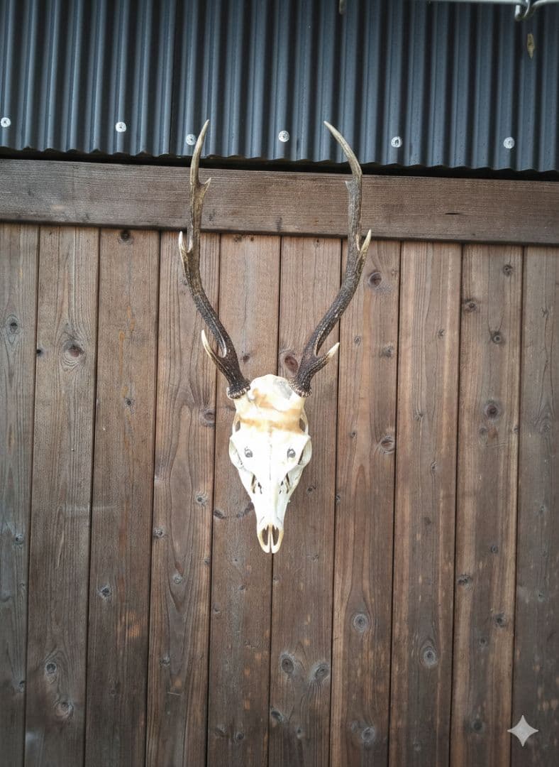 鹿の頭骨 置物 壁掛け　天然キャラメル色　マーブル模様