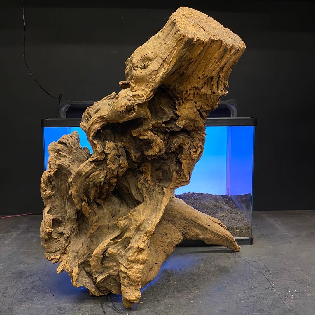 MRW-6266 特大天然流木　自立流木　1点物　枝流木　アクアリウム 爬虫類