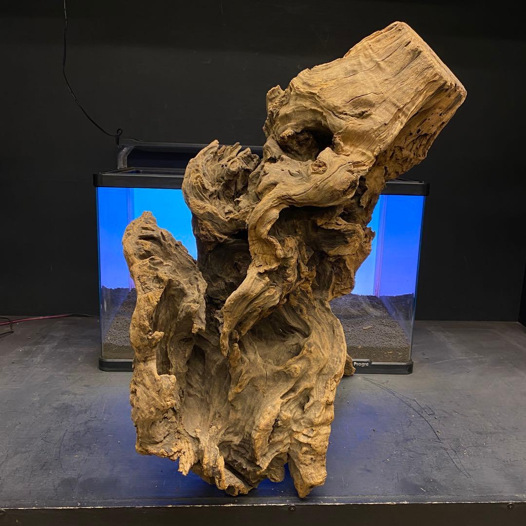 MRW-6266 特大天然流木　自立流木　1点物　枝流木　アクアリウム 爬虫類