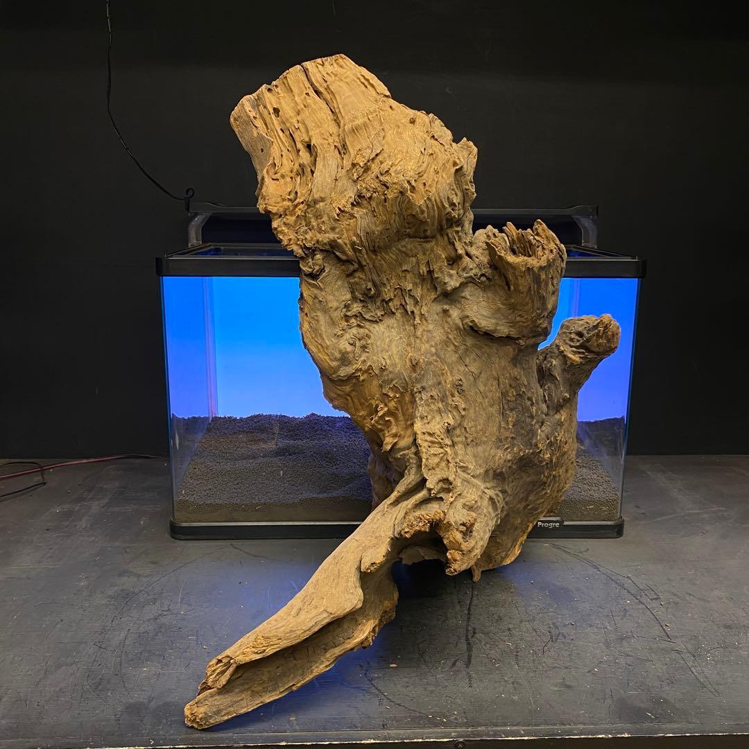 MRW-6266 特大天然流木　自立流木　1点物　枝流木　アクアリウム 爬虫類