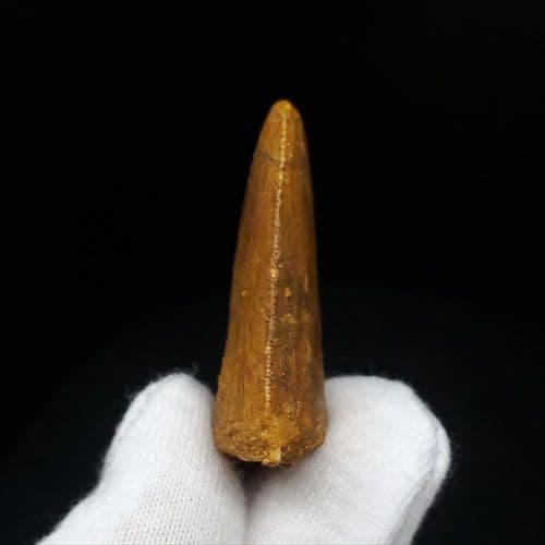 極上 カルカロドントサウルス 歯 化石 本物  35.81mm  fca2