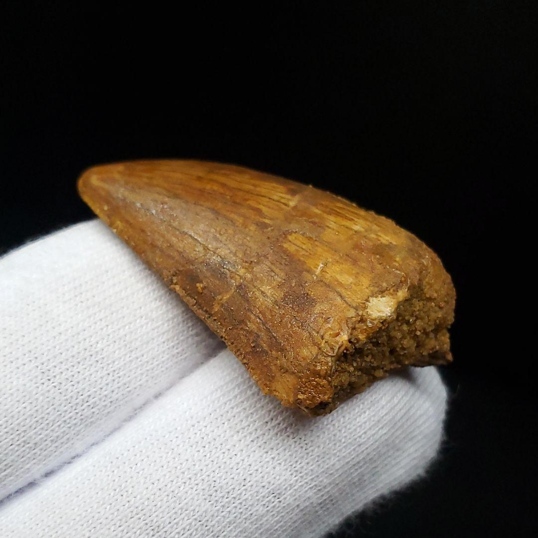 極上 カルカロドントサウルス 歯 化石 本物  35.81mm  fca2