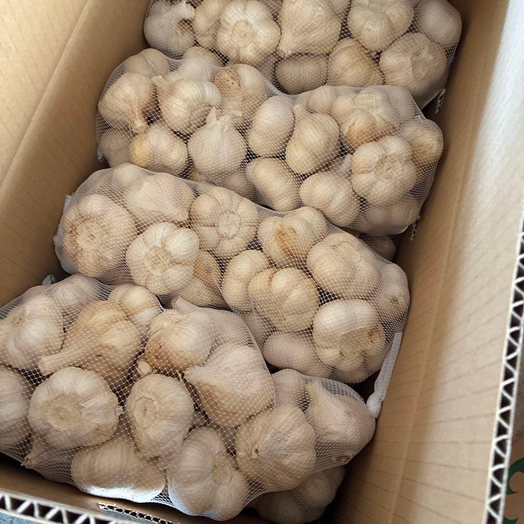 新物　青森県にんにく5キロMS