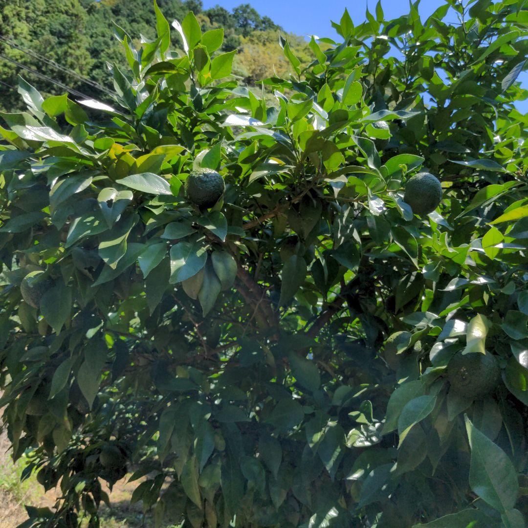 ゆず胡椒に！青柚子１５kg（愛媛県産）。そうめんの薬味、冷奴、刺身、酒、焼酎に◎
