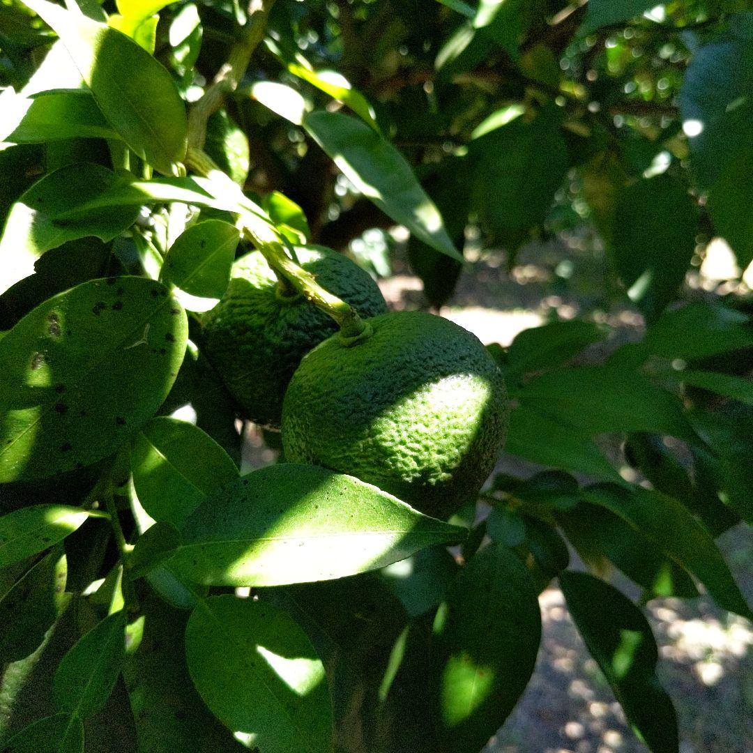 ゆず胡椒に！青柚子１５kg（愛媛県産）。そうめんの薬味、冷奴、刺身、酒、焼酎に◎