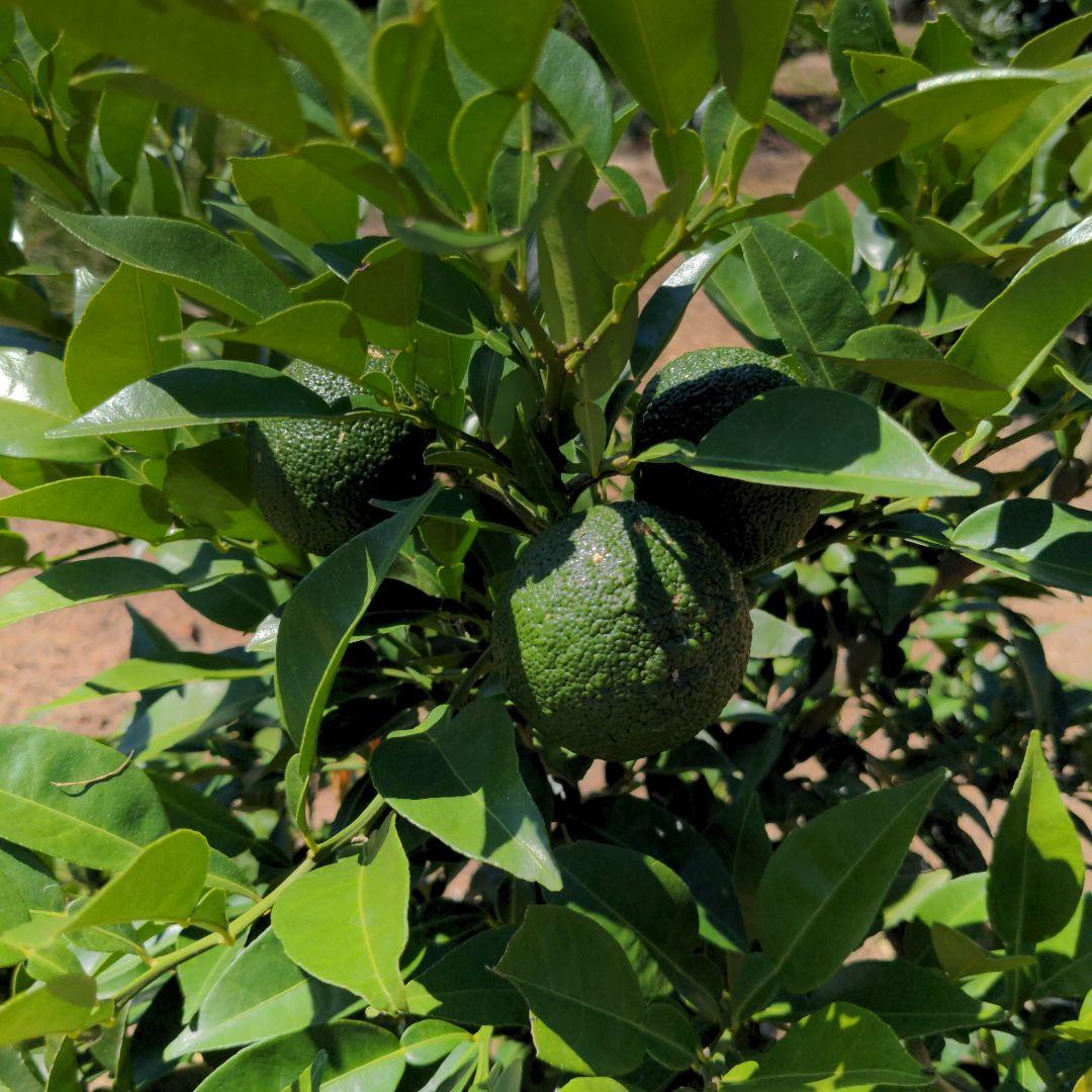 ゆず胡椒に！青柚子１５kg（愛媛県産）。そうめんの薬味、冷奴、刺身、酒、焼酎に◎