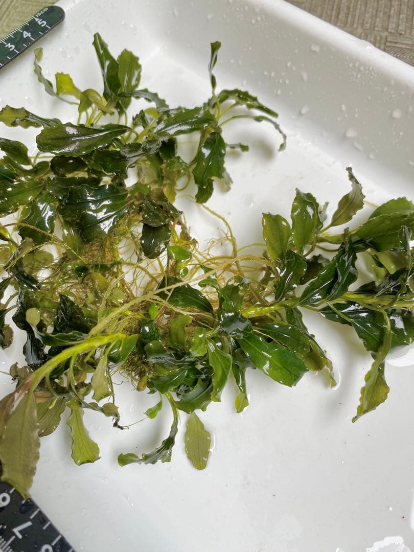 ブセファランドラsp.キールロイヤル 大株