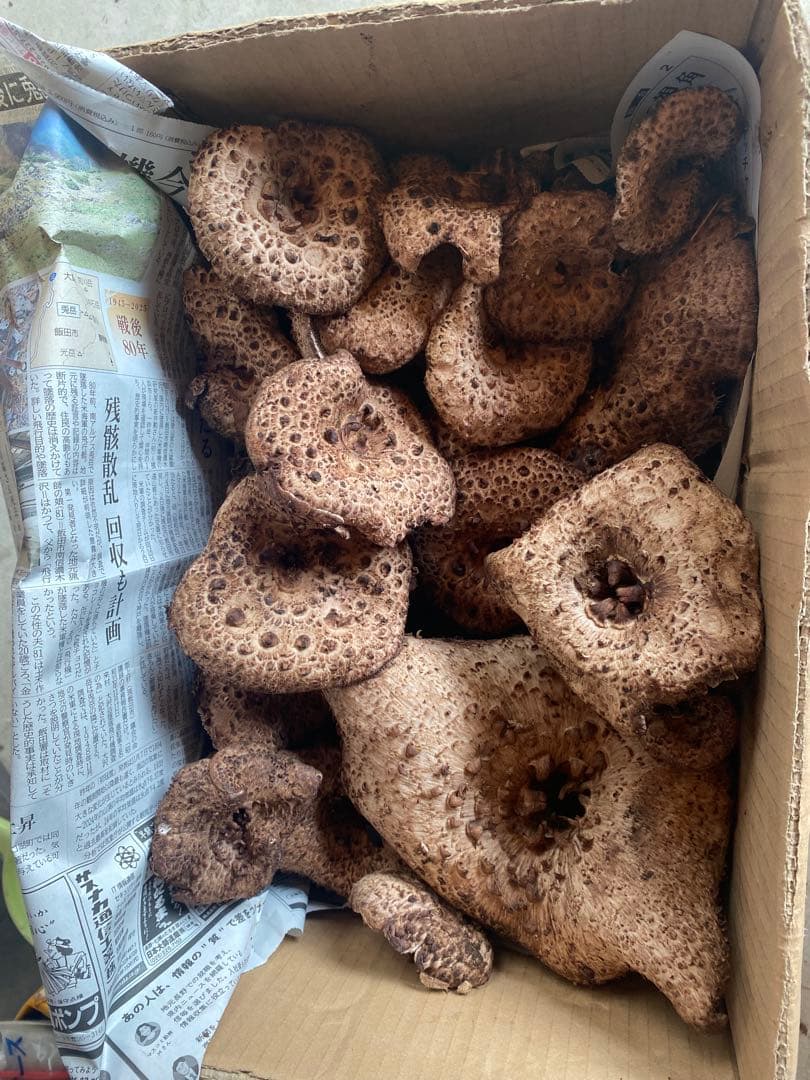 香茸2キロ　長野県産天然キノコ