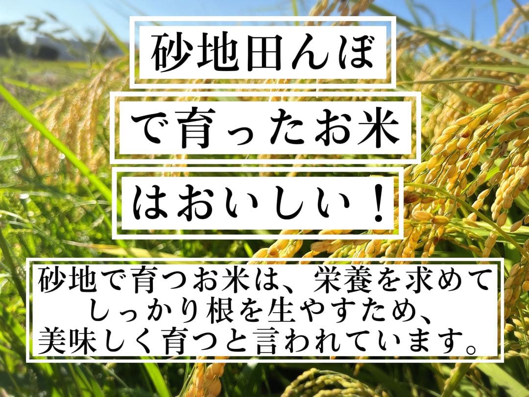 【令和7年度新米】近江米 ミルキークイーン 5kg +コシヒカリ5kg