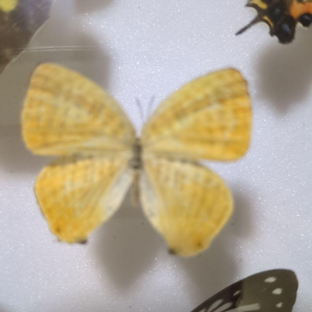 お値下げ！昆虫標本