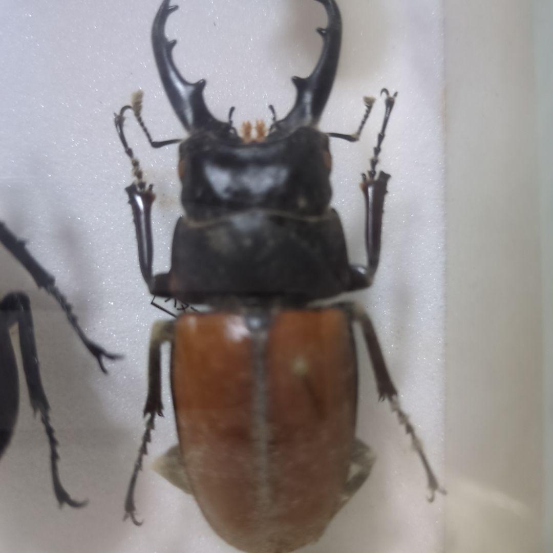 お値下げ！昆虫標本