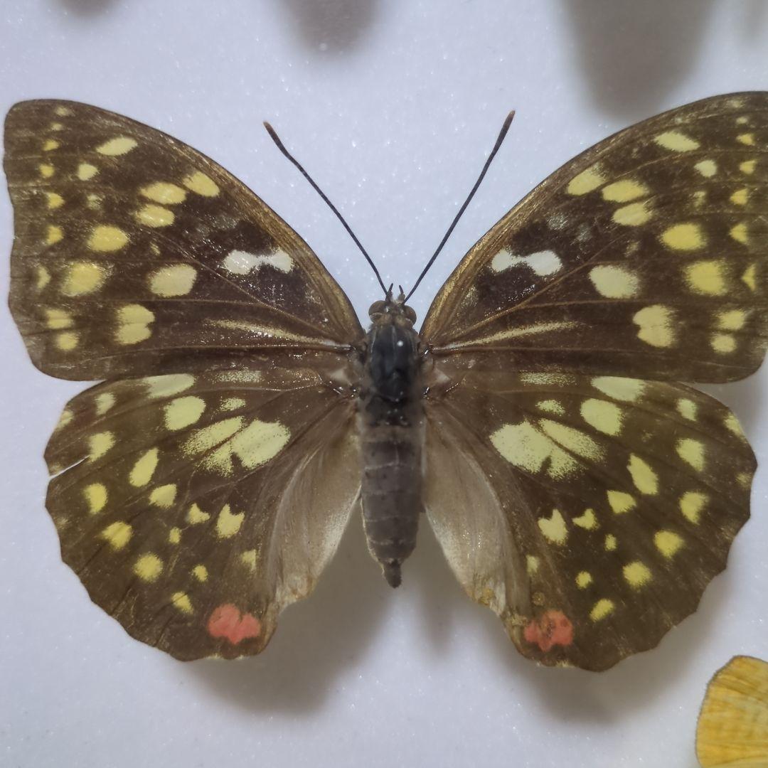 お値下げ！昆虫標本