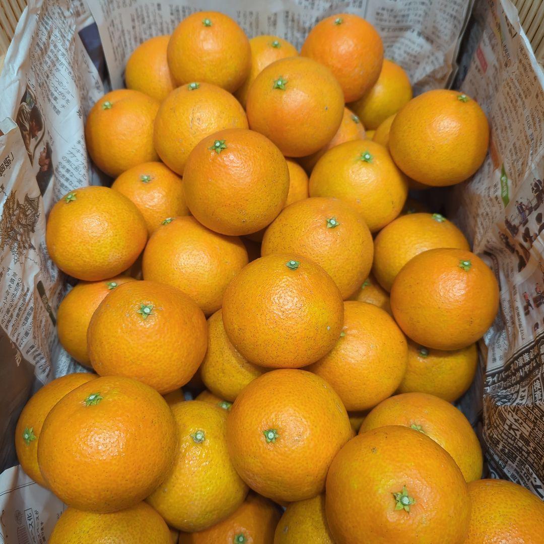 54愛果 まどんな 家庭用 10kg