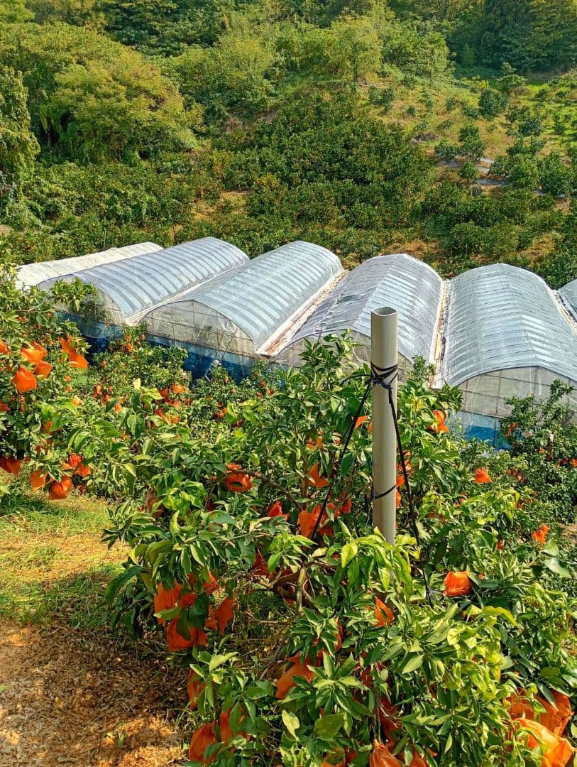 54愛果 まどんな 家庭用 10kg