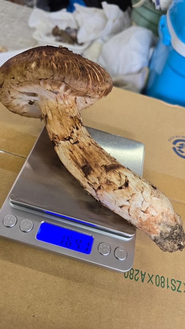 松茸　317g　10月13日獲れ　岩手県産