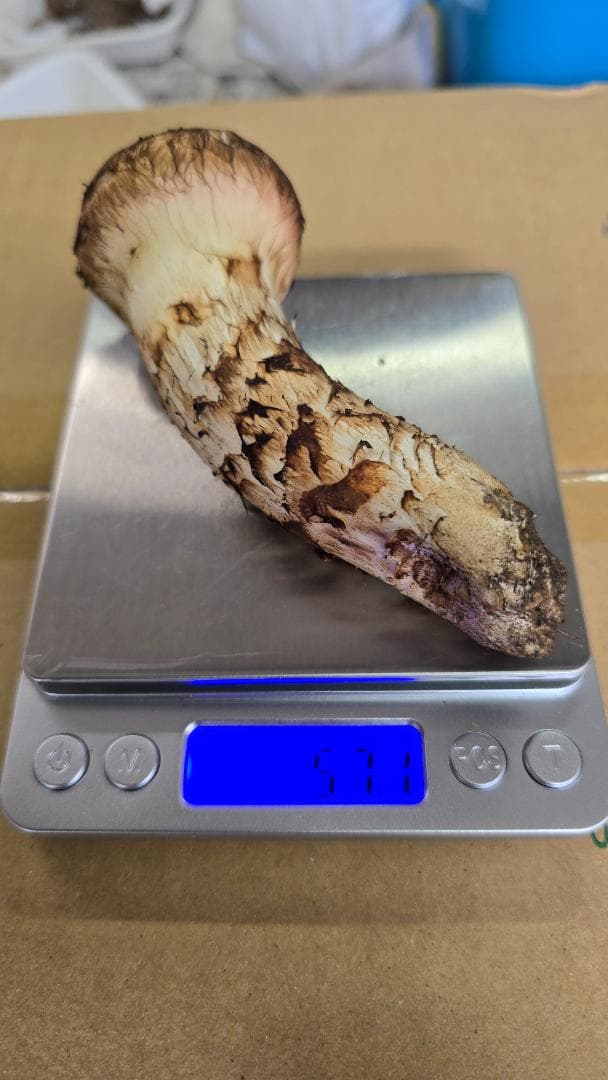 松茸　317g　10月13日獲れ　岩手県産