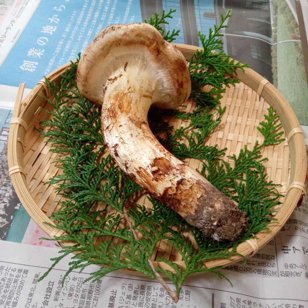 長野県産　松茸　177g