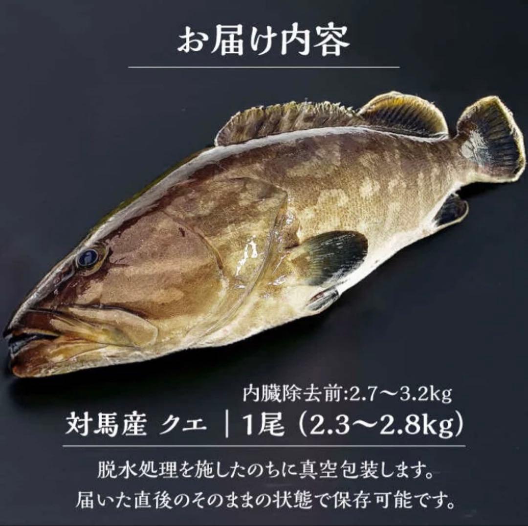 【クエ】活魚を出荷前に〆ます　アラ　長崎県対馬産　3kg前後（内臓除去前）