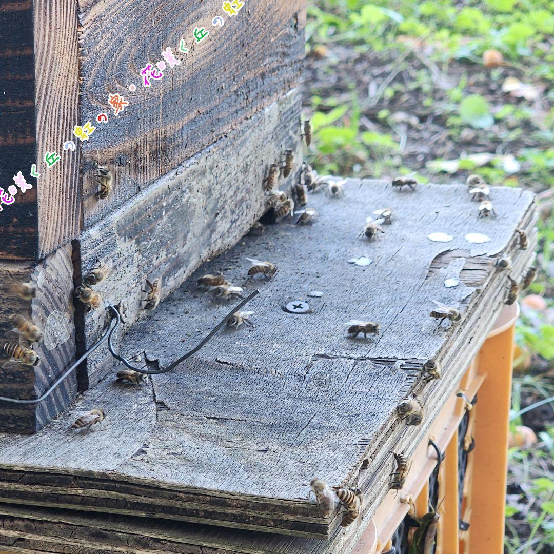 日本蜜蜂　百花蜜　500g　2本　生はちみつ　天然