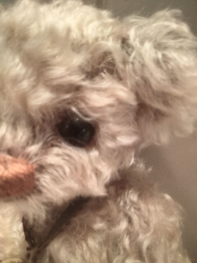 テディベアアーティスト「Tokotoko Bear Japan」作のテディベア