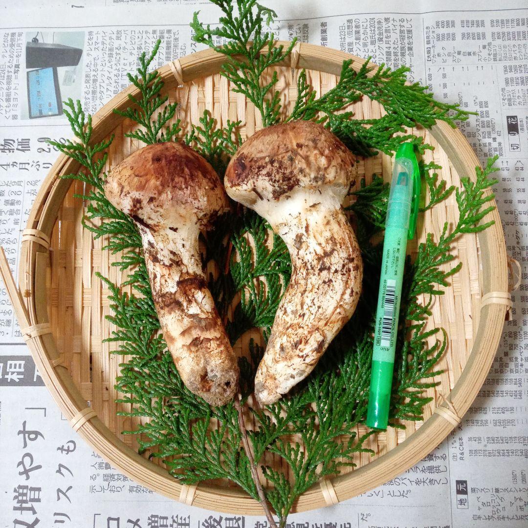 長野県産　松茸　136g　②