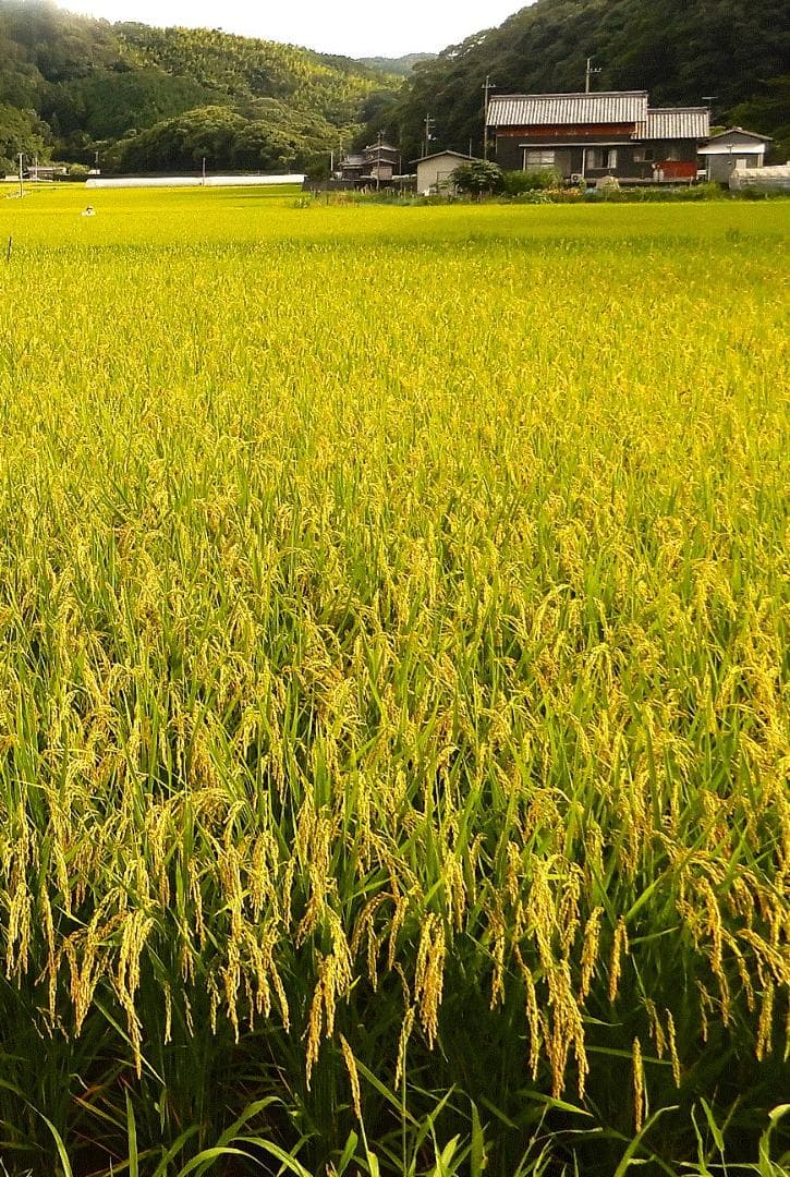 令和7年産 コシヒカリ 玄米25kg 愛媛県産 減農薬 農家直送 送料込み　03