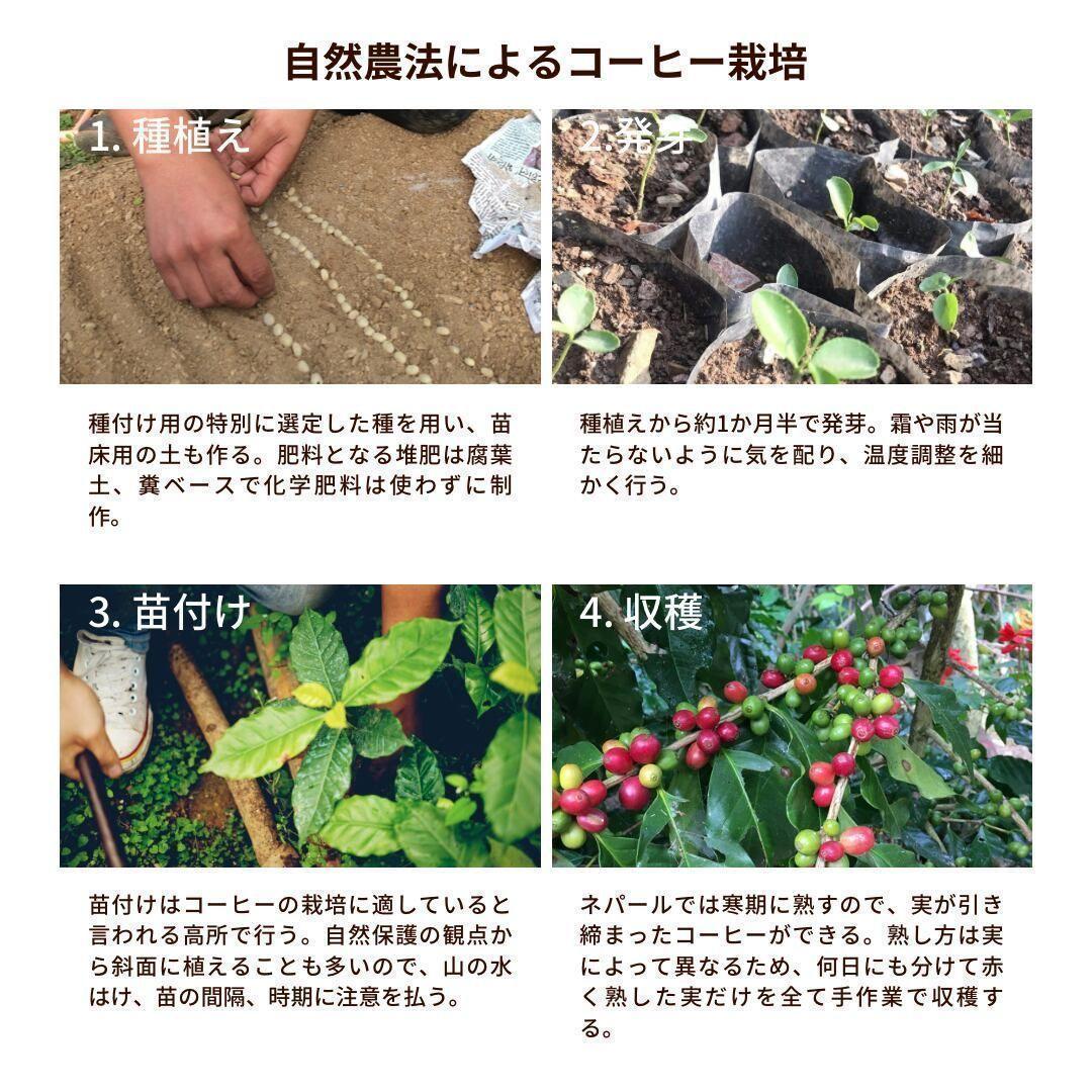 オーガニックコーヒー アメリカン フェアトレード 1kg コーヒー豆 ネパール