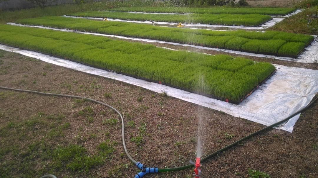 令和７年度兵庫県産 ちほみのり 玄米30kg※精米可 本州・四国・九州は送料無料