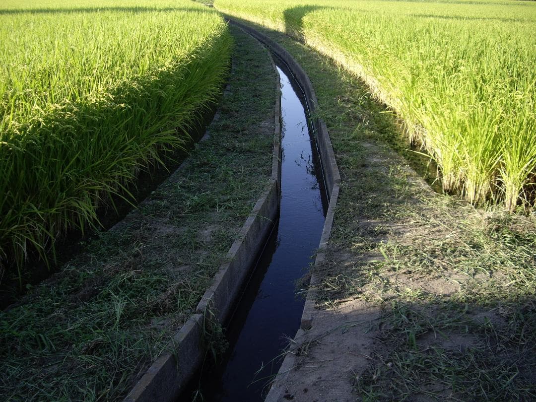 令和７年度兵庫県産 ちほみのり 玄米30kg※精米可 本州・四国・九州は送料無料