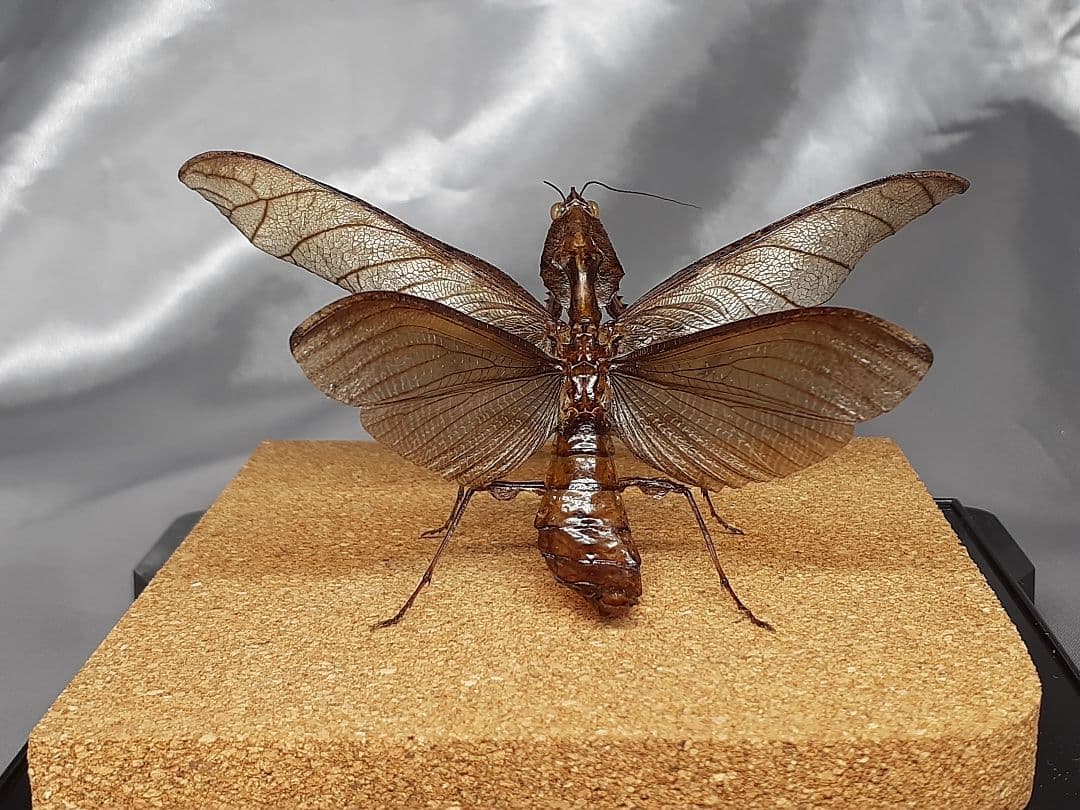 マオウカレハカマキリ雄　立体標本　魔王枯葉