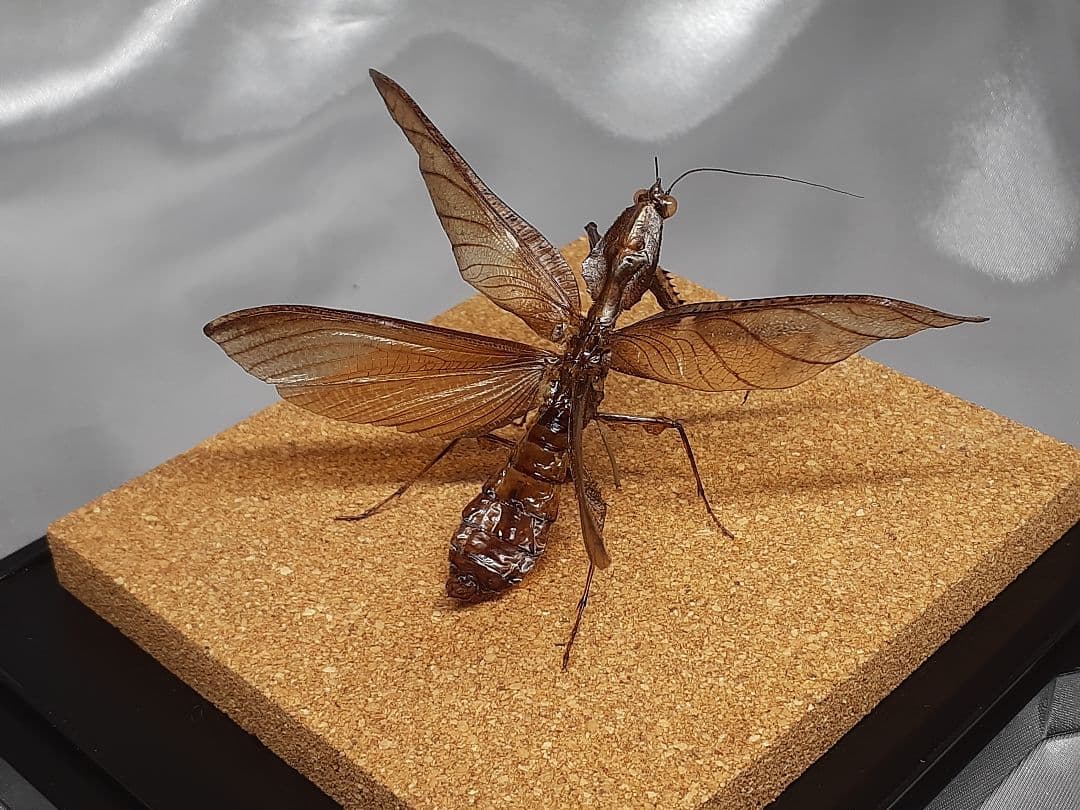 マオウカレハカマキリ雄　立体標本　魔王枯葉