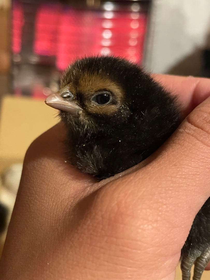 【受付用】結び卵　放し飼い有精卵　終生飼育