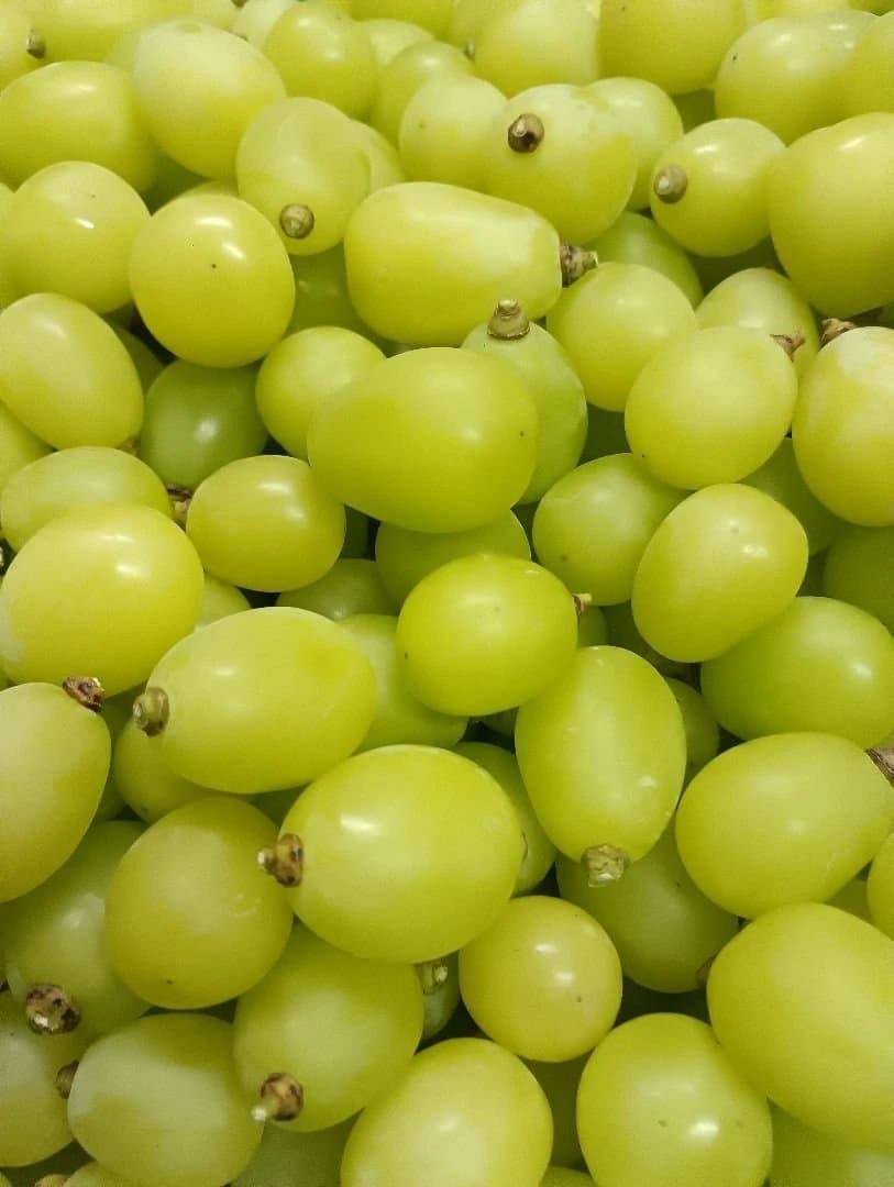 大粒多め入りグリーン色シャインマスカット増量の5.5キロ粒バックになります。