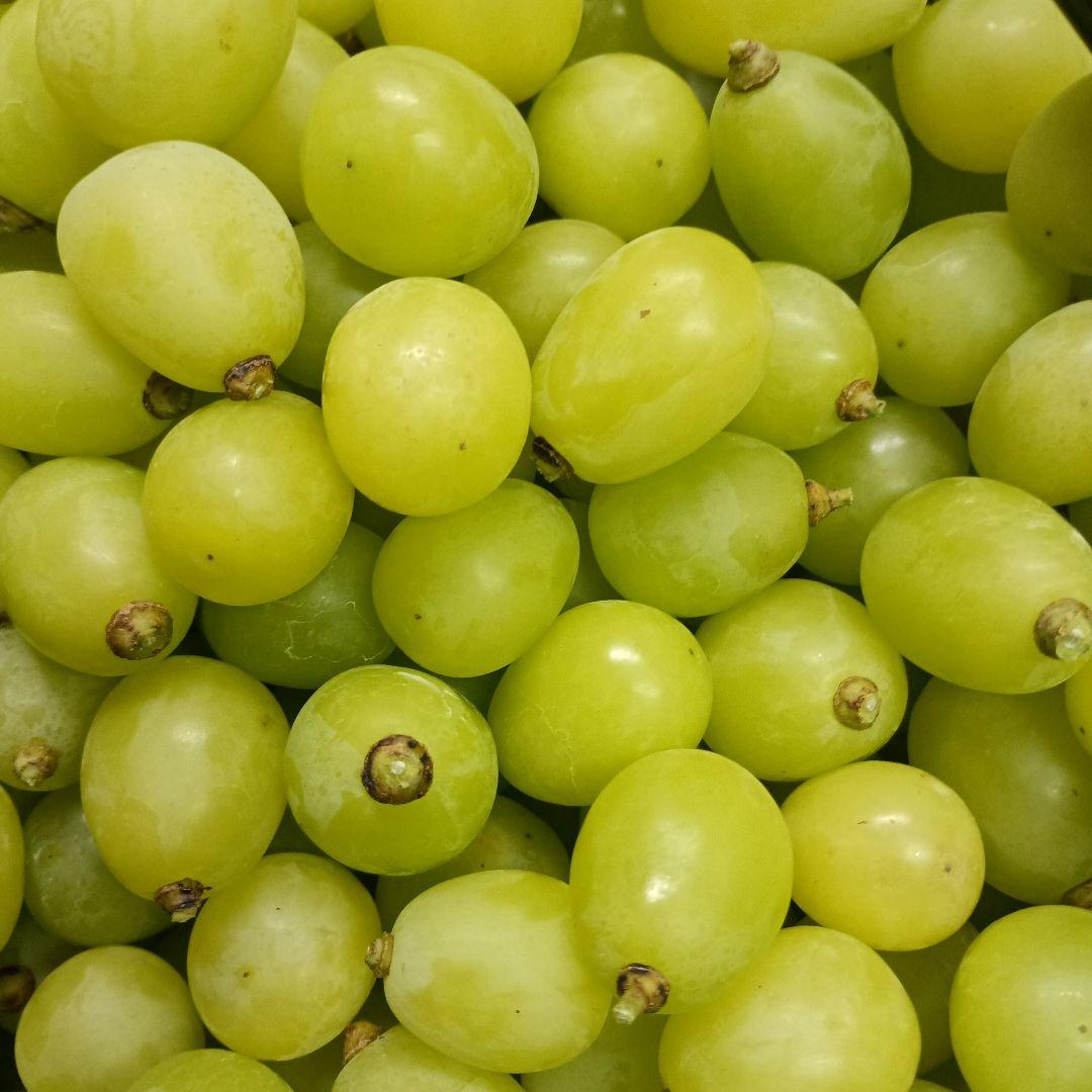 大粒多め入りグリーン色シャインマスカット増量の5.5キロ粒バックになります。