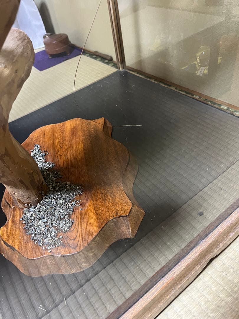 極楽鳥　剥製　置物