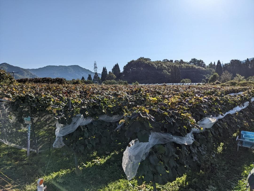 山ぶどう １０kg　山形県月山山麓産③